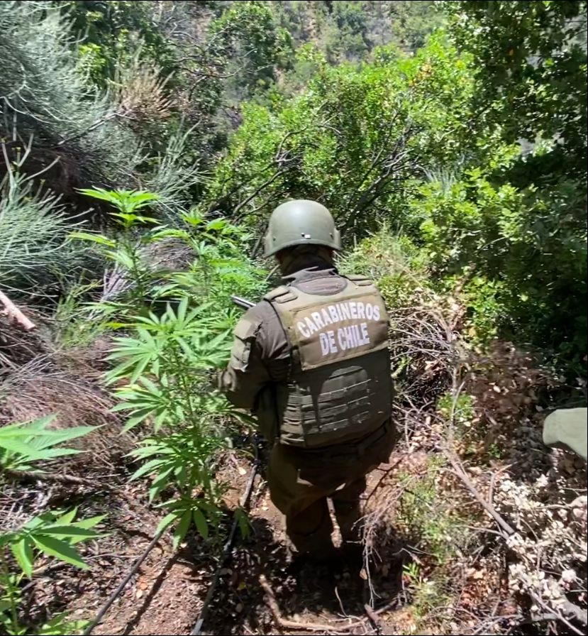 Carabineros del OS 7 Rancagua incauta más de 4 mil plantas de marihuana