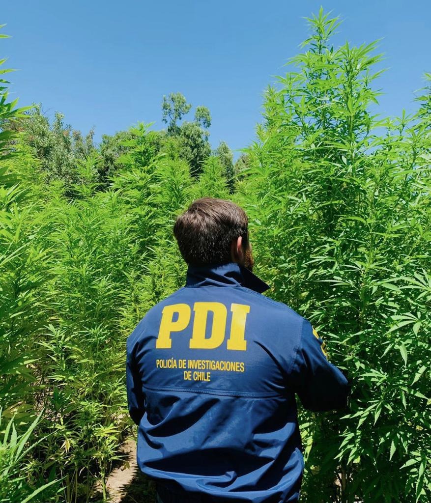 PDI ENCUENTRA MÁS DE 300 PLANTAS DE CANNABIS EN QUEBRADAS DE LOLOL