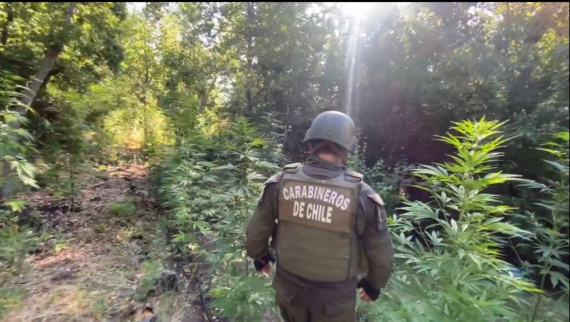 Histórico decomiso en O’Higgins Carabineros OS 7 incautó 18.113 plantas de marihuana