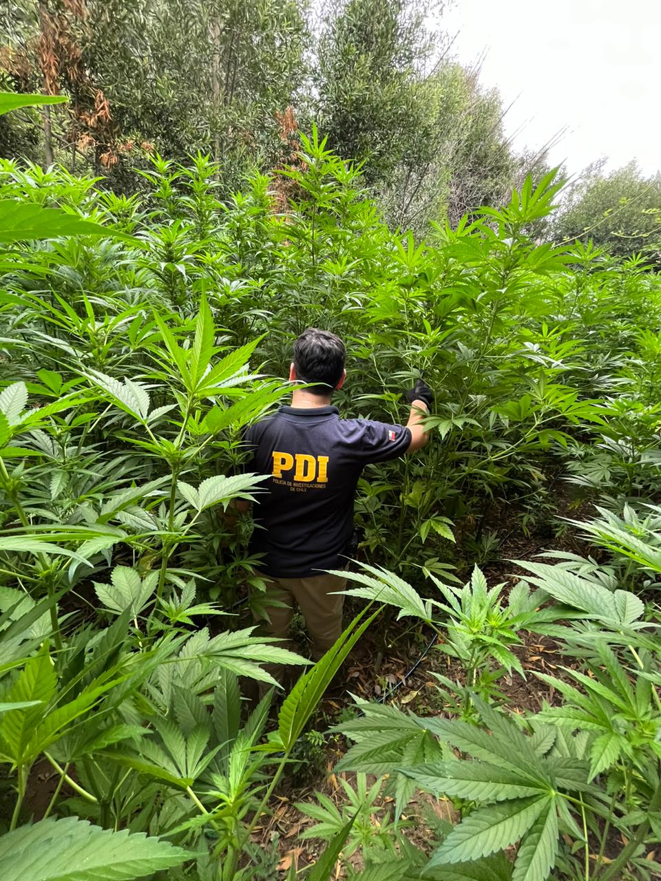 MÁS DE 1.200 PLANTAS DE CANNABIS FUERON HALLADAS POR LA PDI EN MARCHIGUE